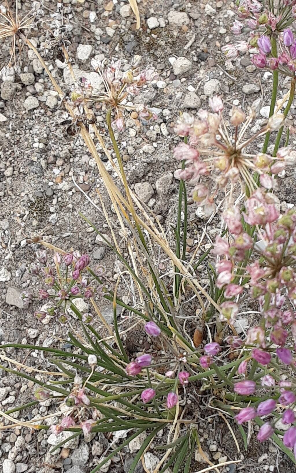 Allium rubens — houseplant care guide