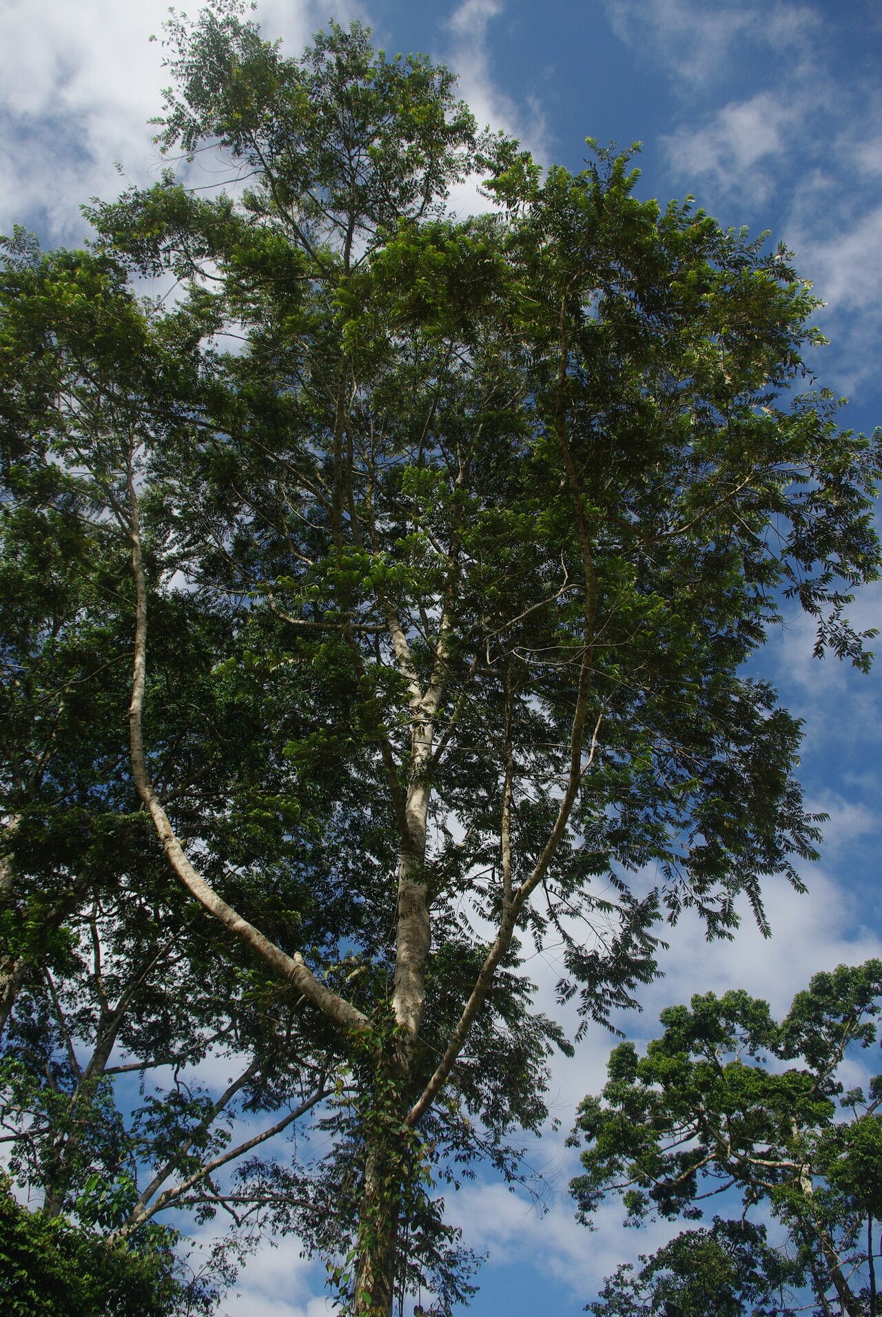 Xylopia hypolampra habit
