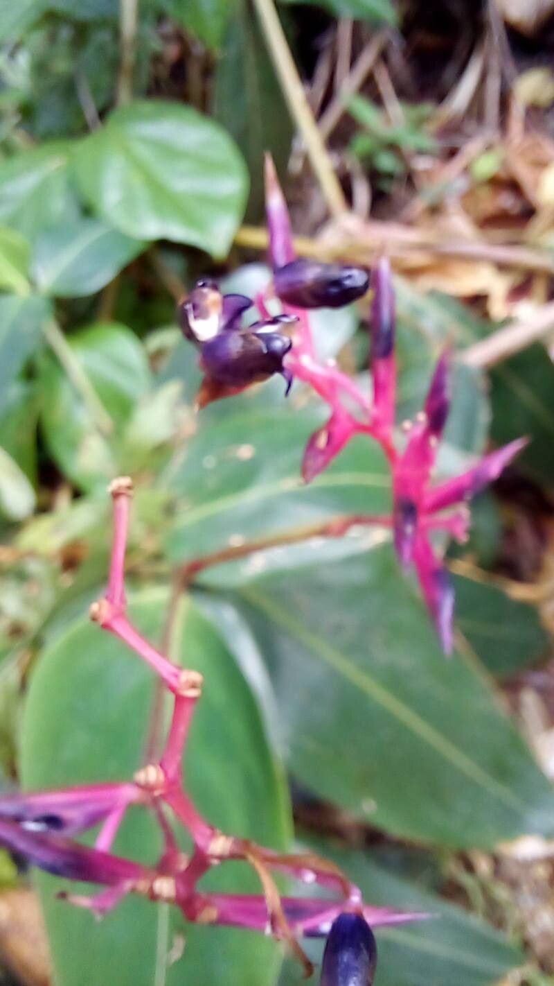 Stromanthe porteana fruit