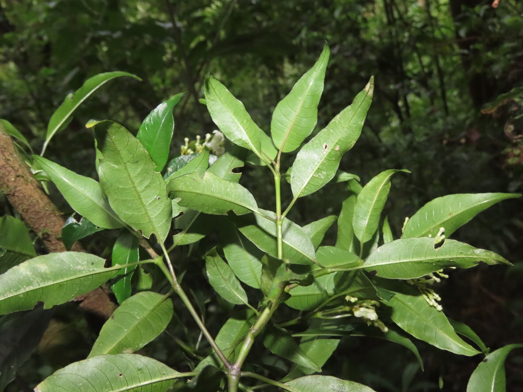 Palicourea salicifolia leaf