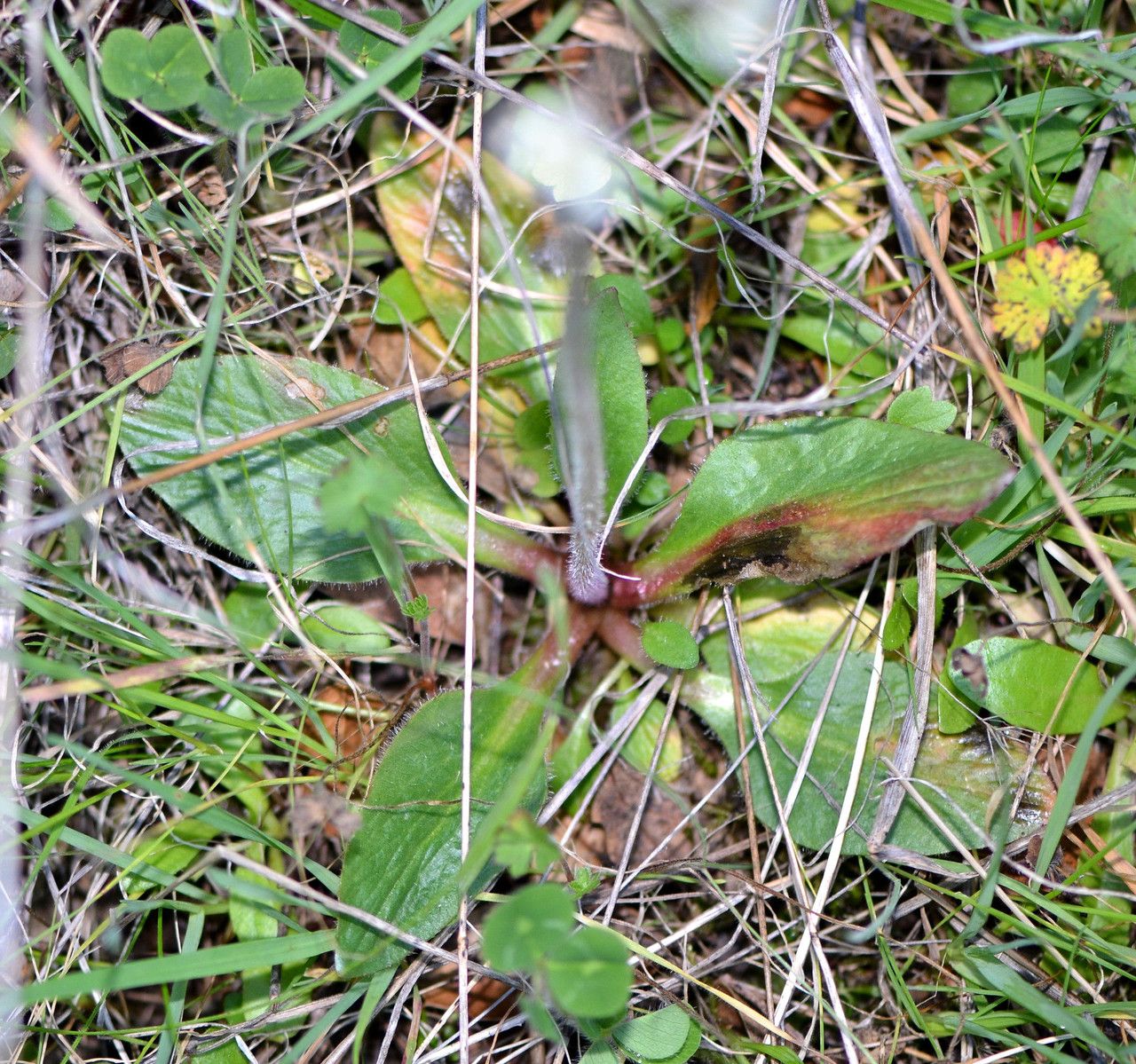 Micranthes integrifolia habit