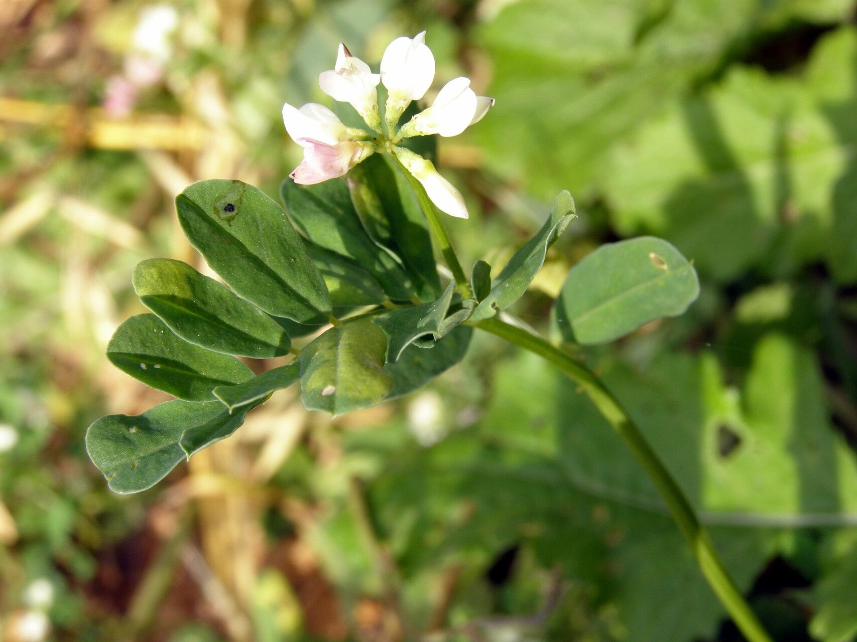 Securigera cretica flower