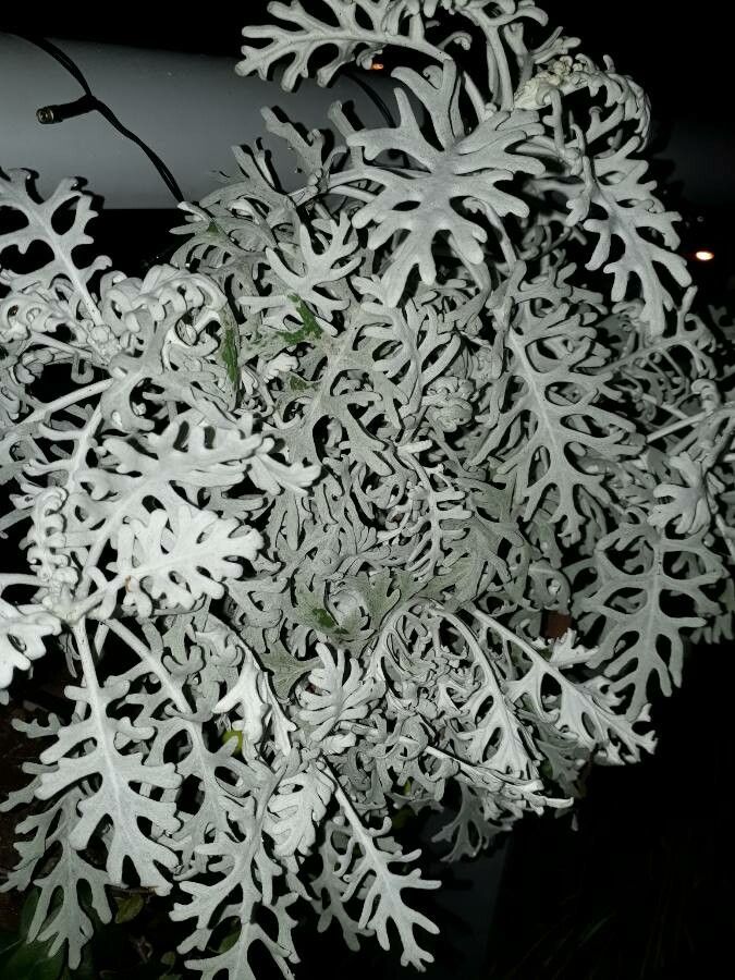 Centaurea cineraria — search result for 'Perennial or annual'