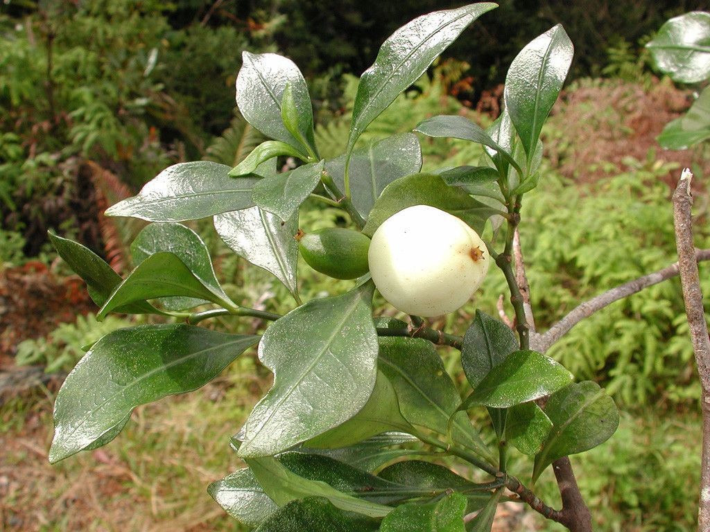 Psychotria ireneae fruit