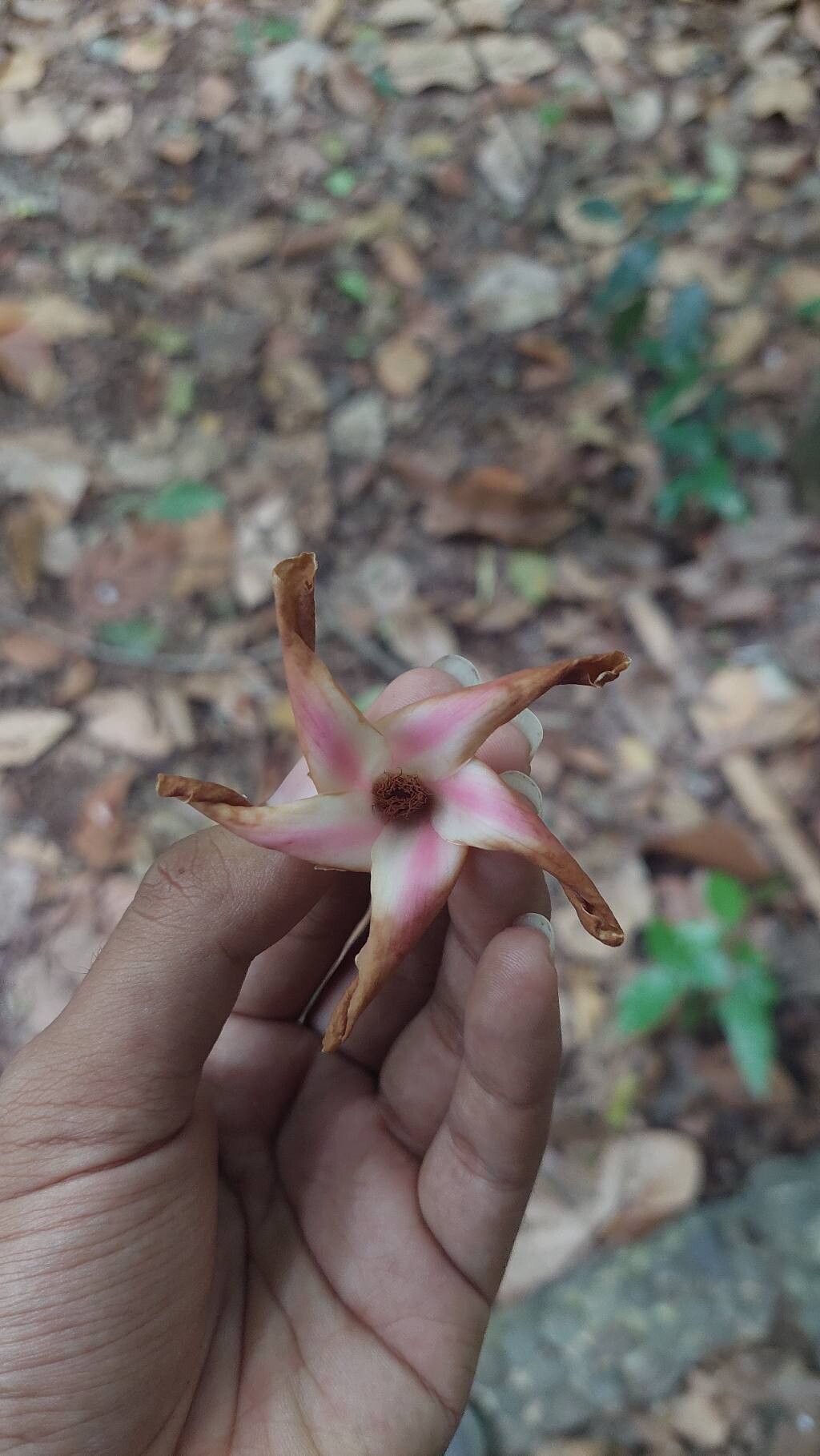 Dipterocarpus littoralis — search result for 'Dipterocarpus'