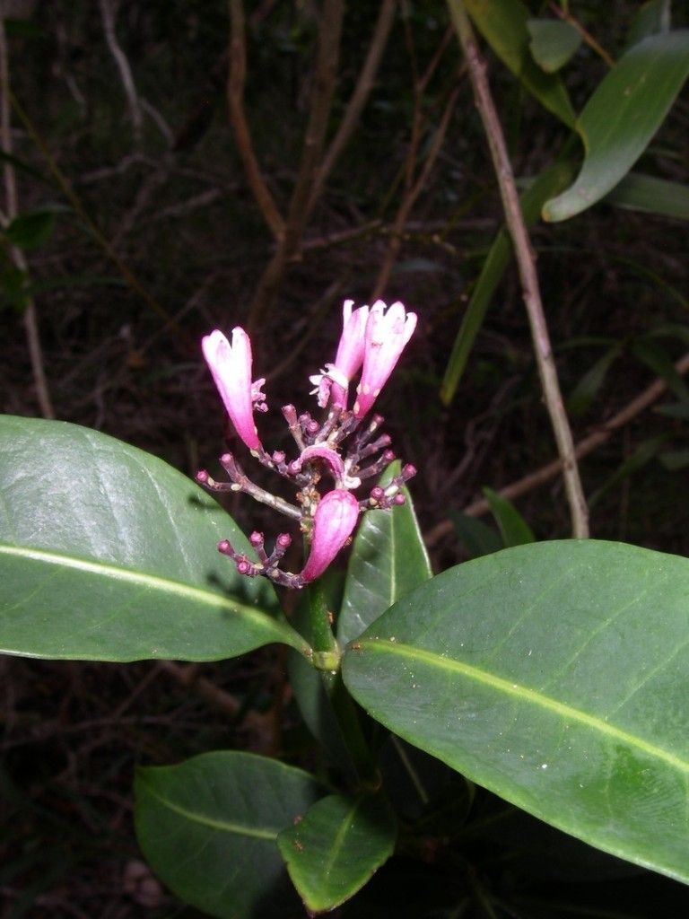 Psychotria pininsularis flower