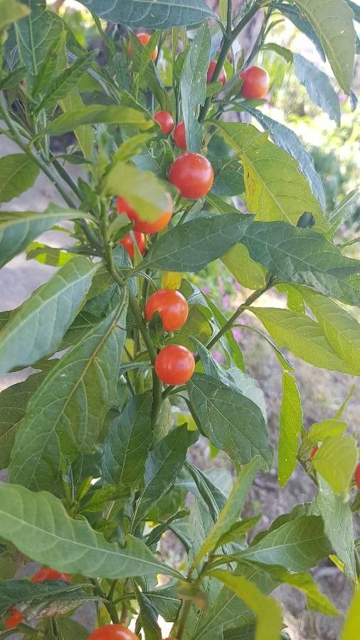 Solanum hindsianum flower