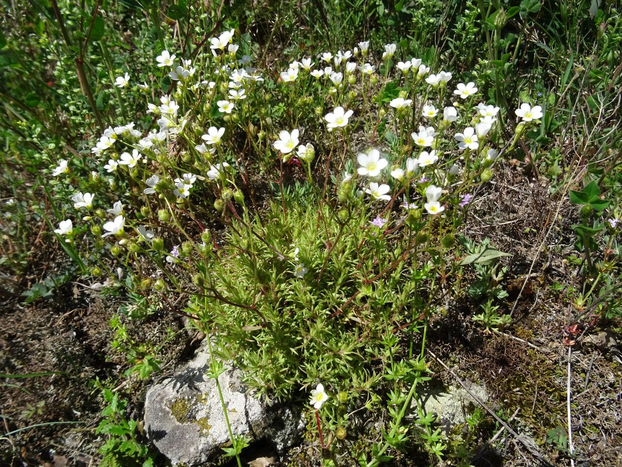 Saxifraga fragosoi bark