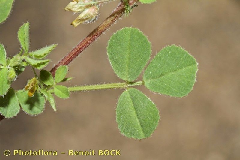 Medicago tenoreana — houseplant care guide