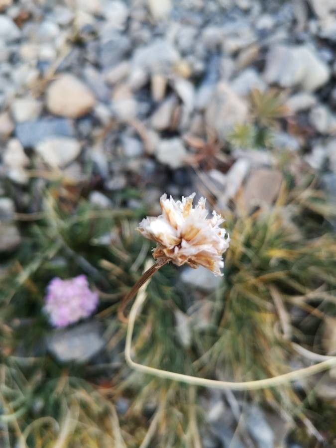 Armeria alpina fruit