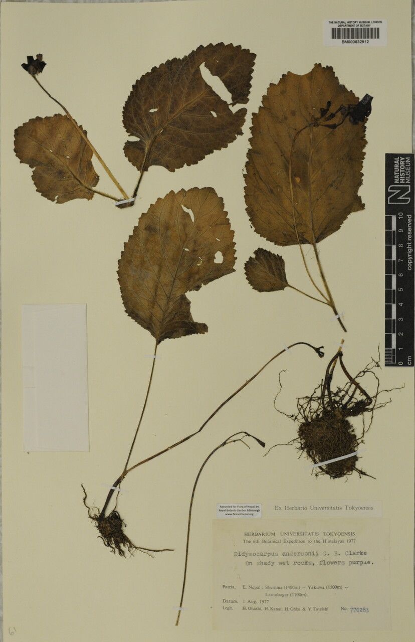 Didymocarpus andersonii — related species from the same genus