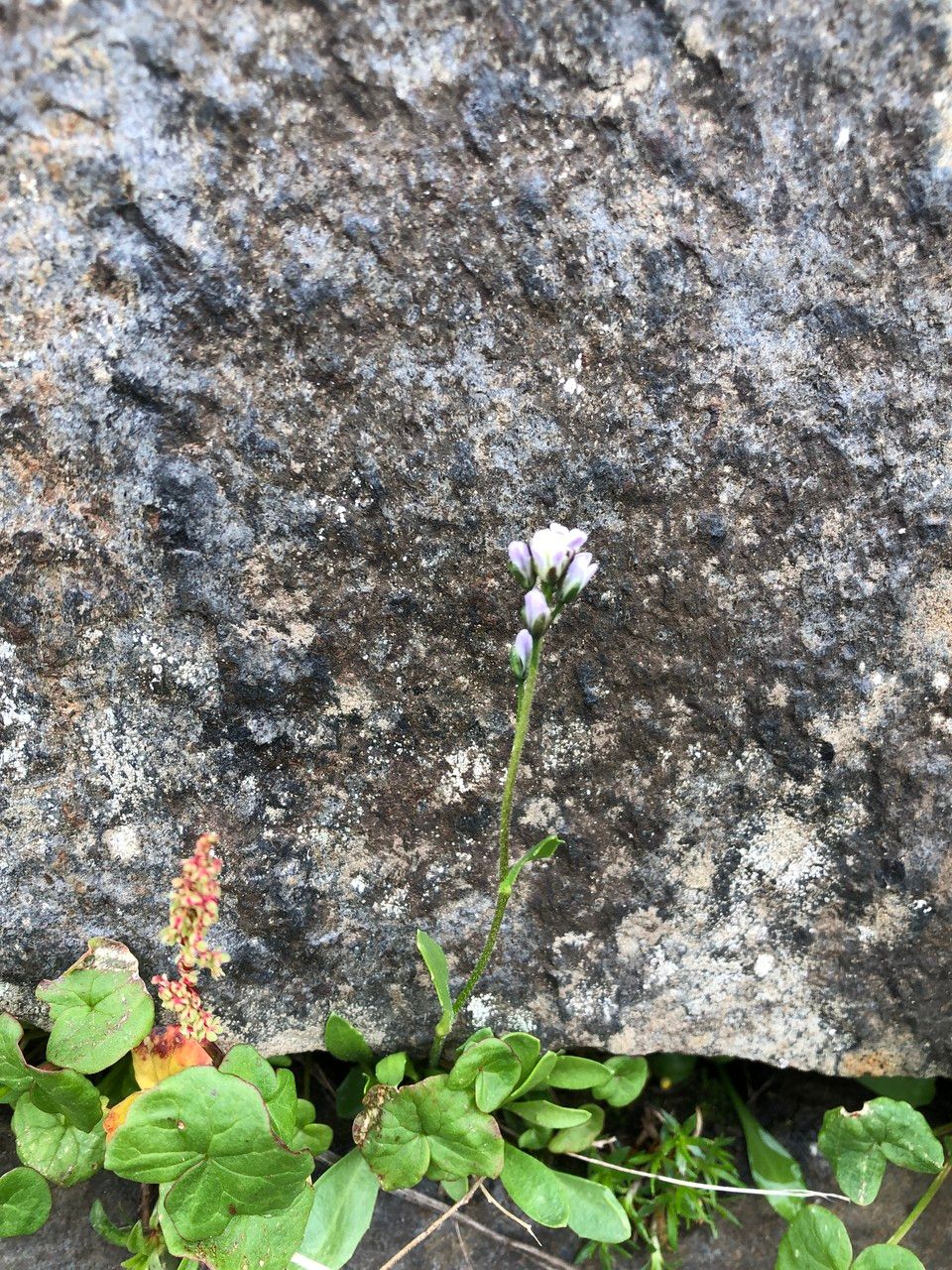 Arabis caerulea flower