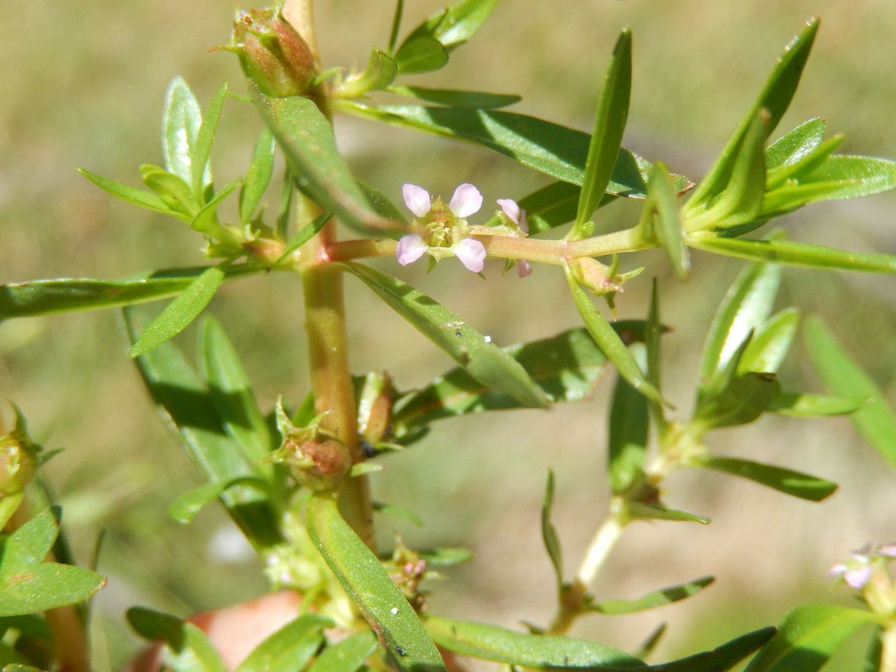 Rotala ramosior flower