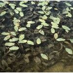 Potamogeton amplifolius