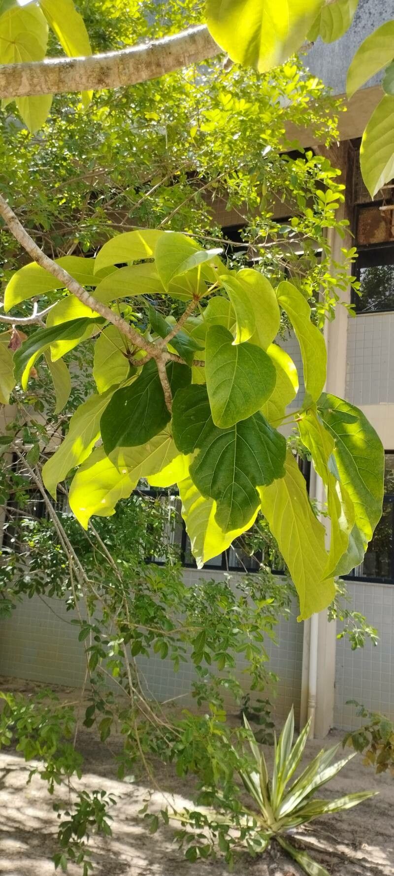 Cavanillesia umbellata — related species from the same genus