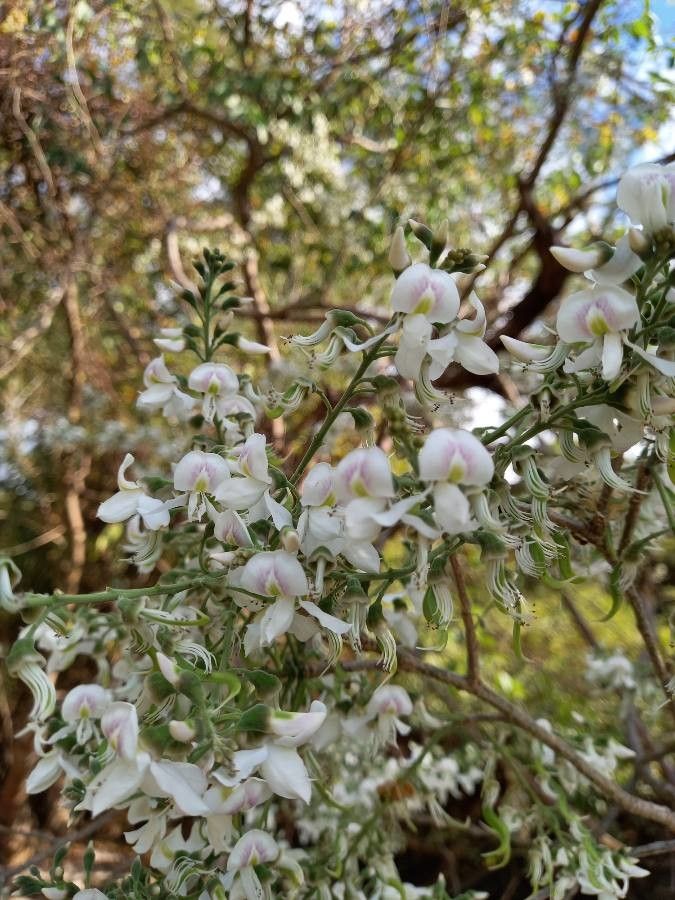 Myrospermum frutescens flower