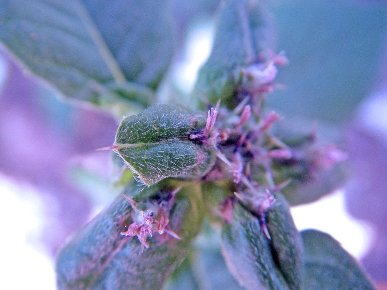 Spiracantha cornifolia flower