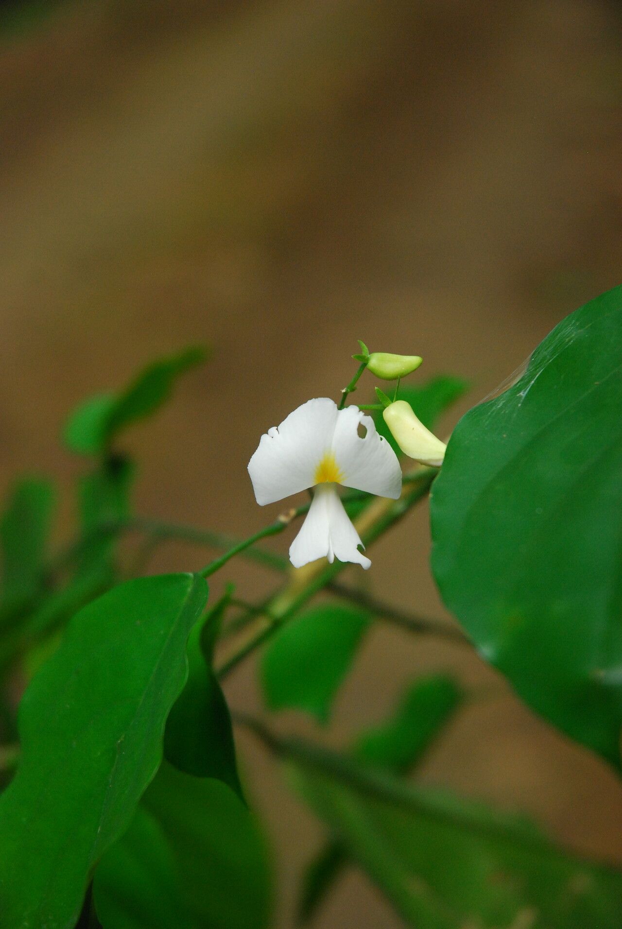 Baphia leptobotrys flower