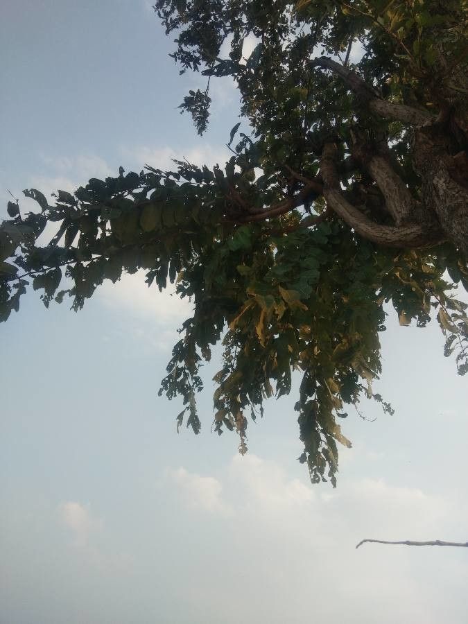 Terminalia tomentosa — search result for 'Terminalia'