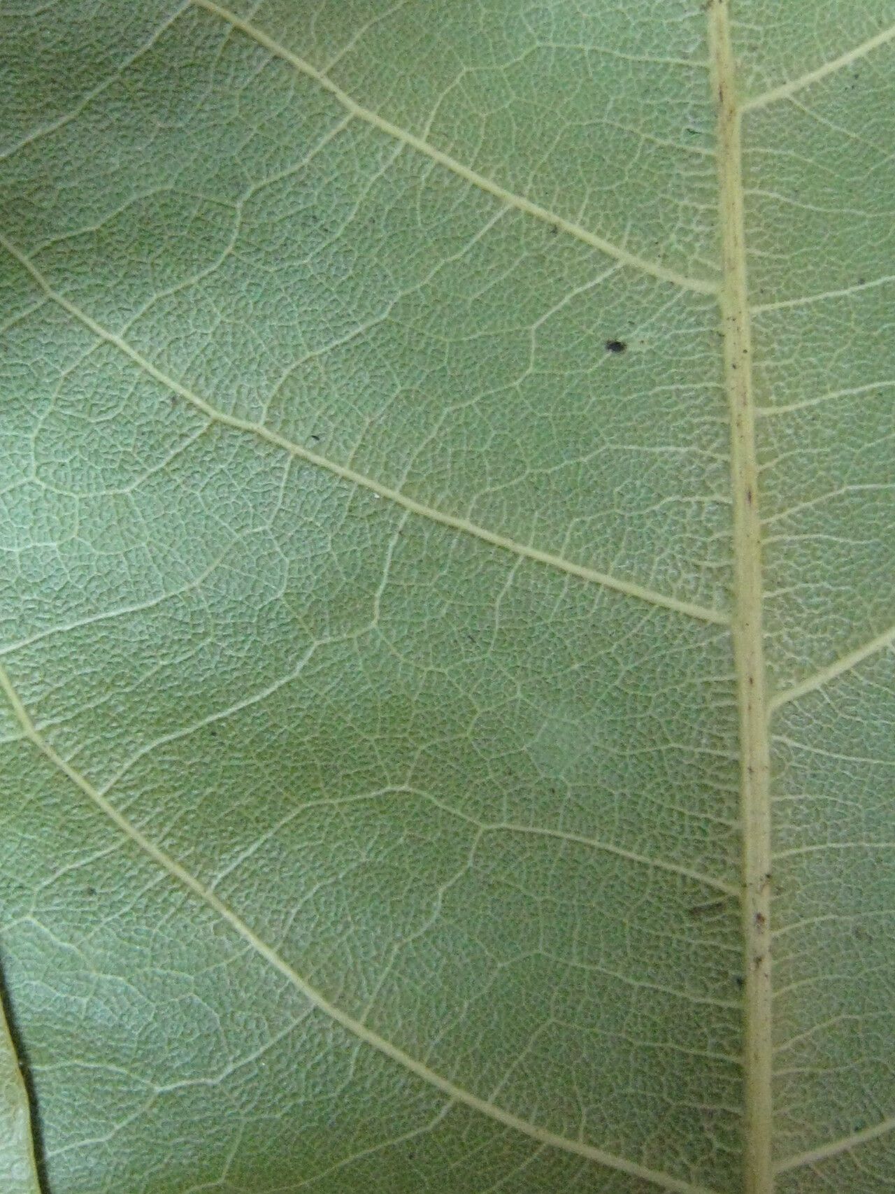 Morisonia pulcherrima other