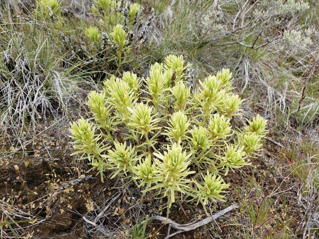 Castilleja thompsonii flower