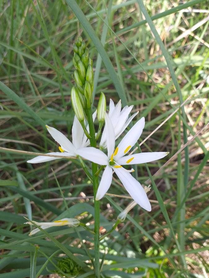 Anthericum liliago flower
