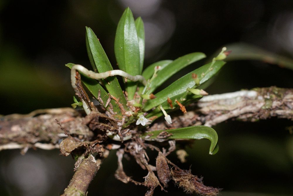 Angraecum microphyton habit