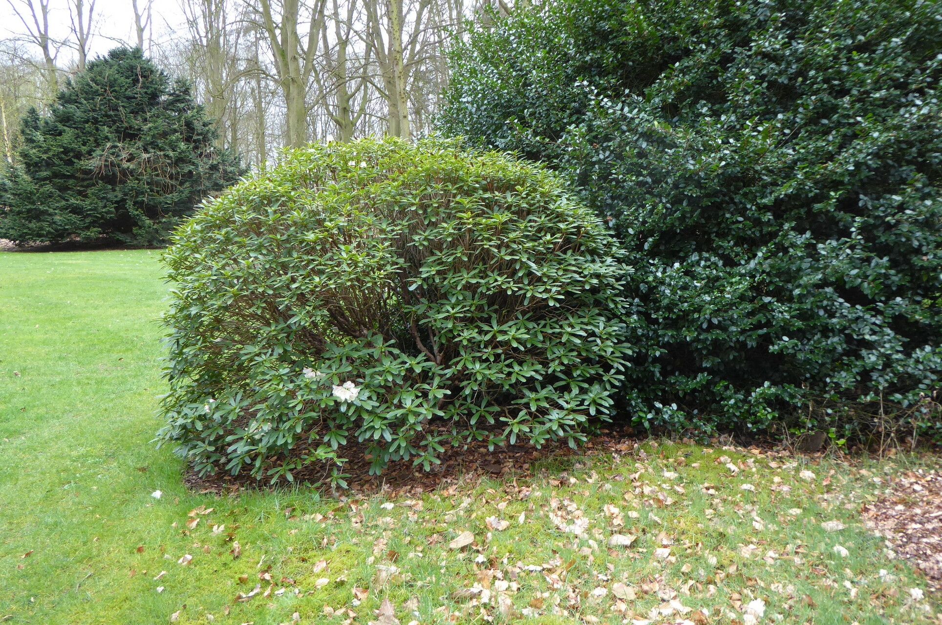 Rhododendron parmulatum habit