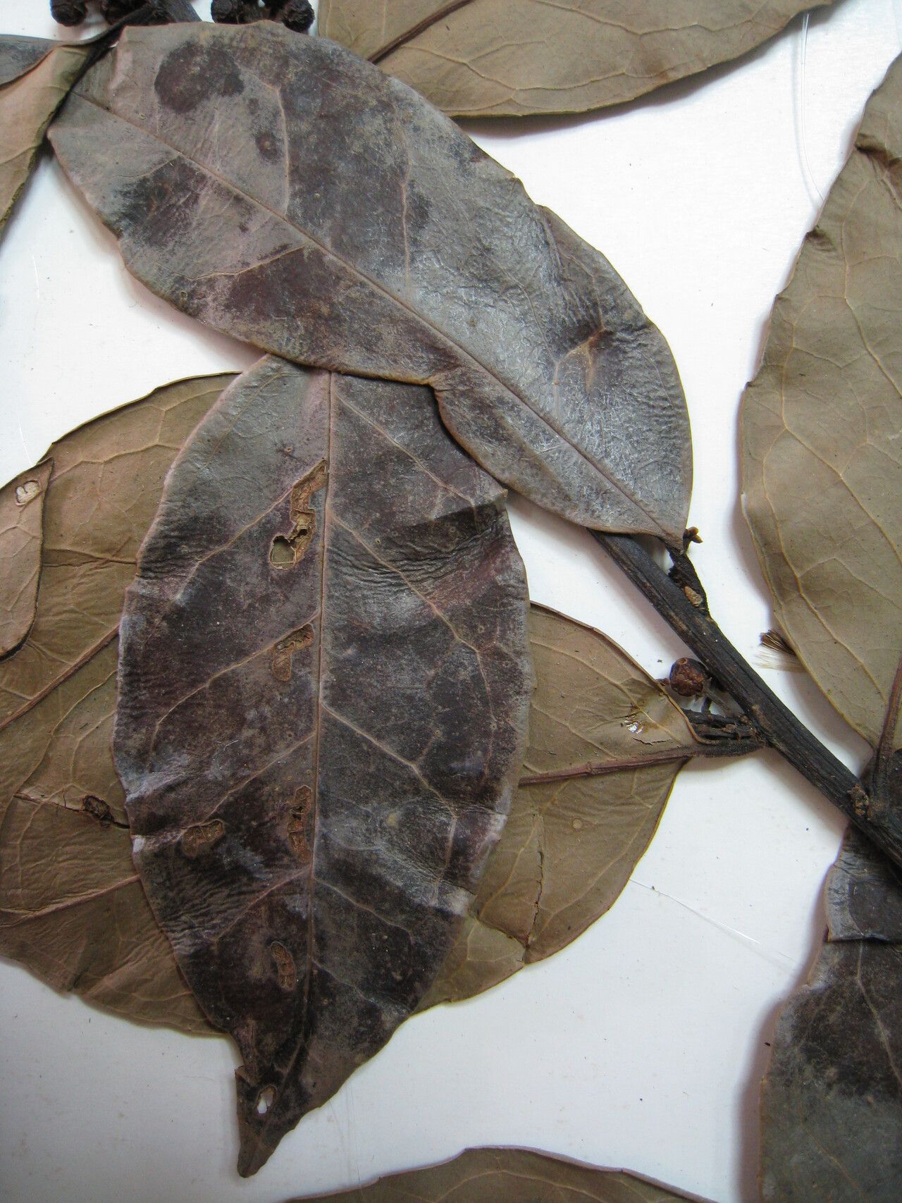 Ilex martiniana other