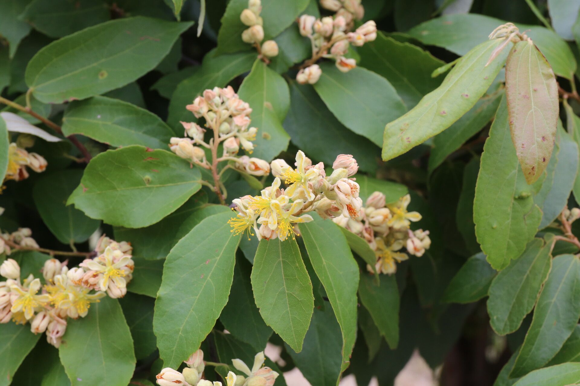 Microcos conocarpoides flower