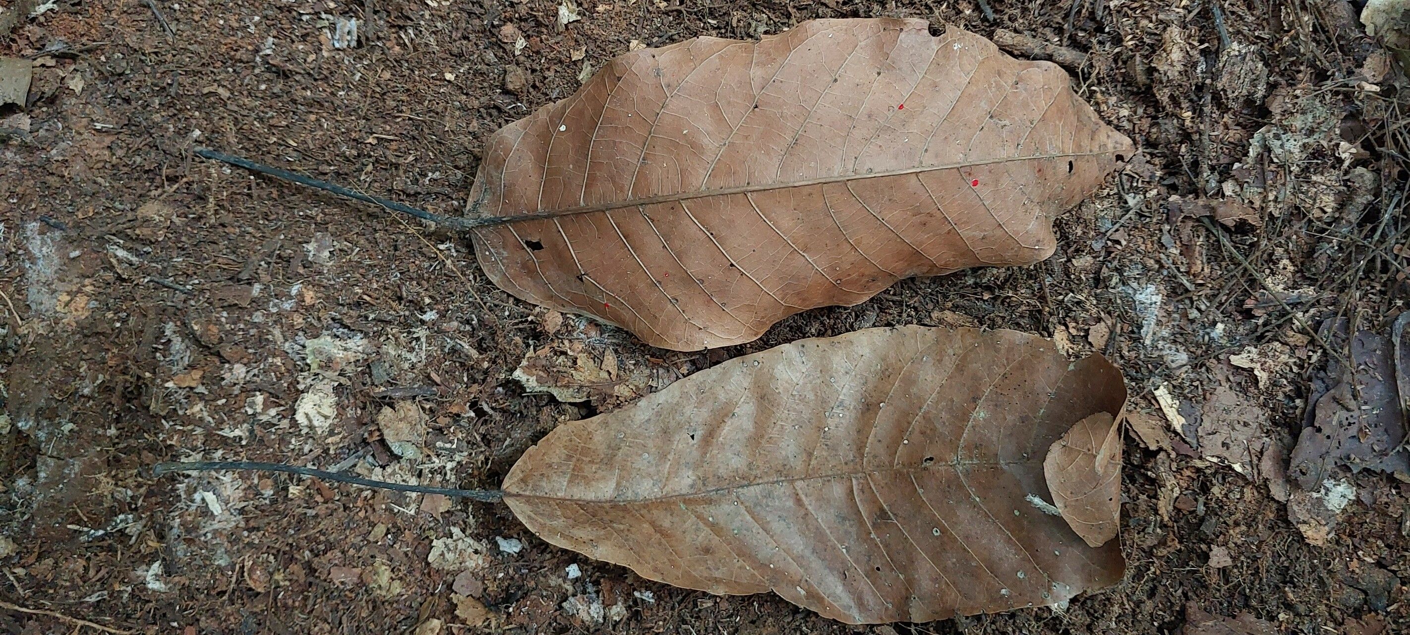 Sterculia rhinopetala — search result for 'Sterculia'