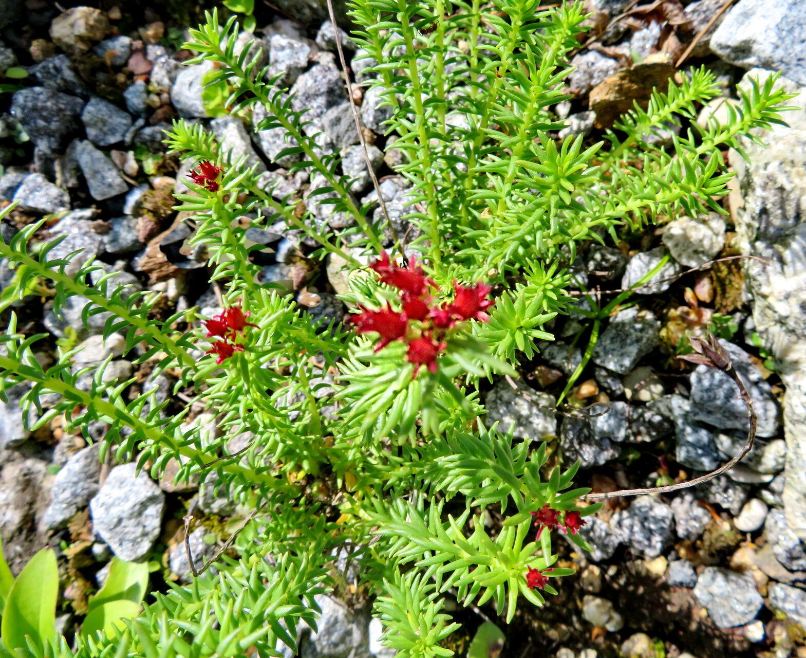 Rhodiola fastigiata habit