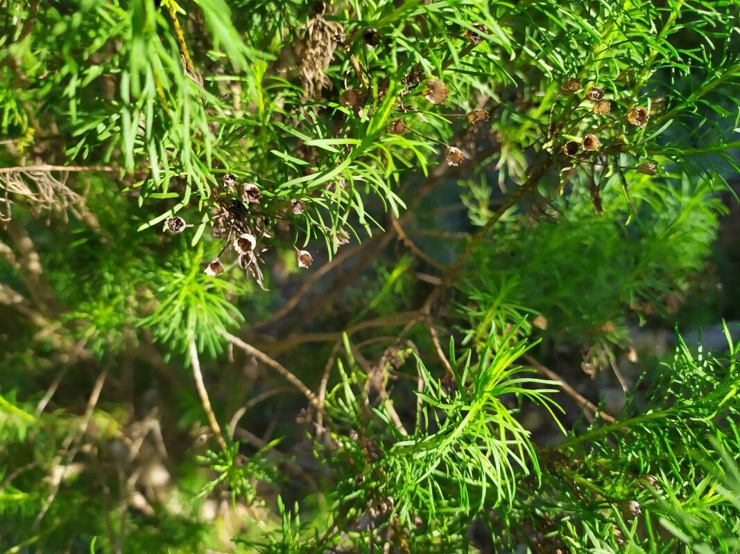 Euryops linearis fruit