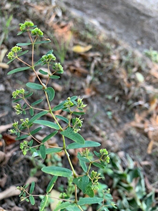Chamaesyce hyssopifolia flower