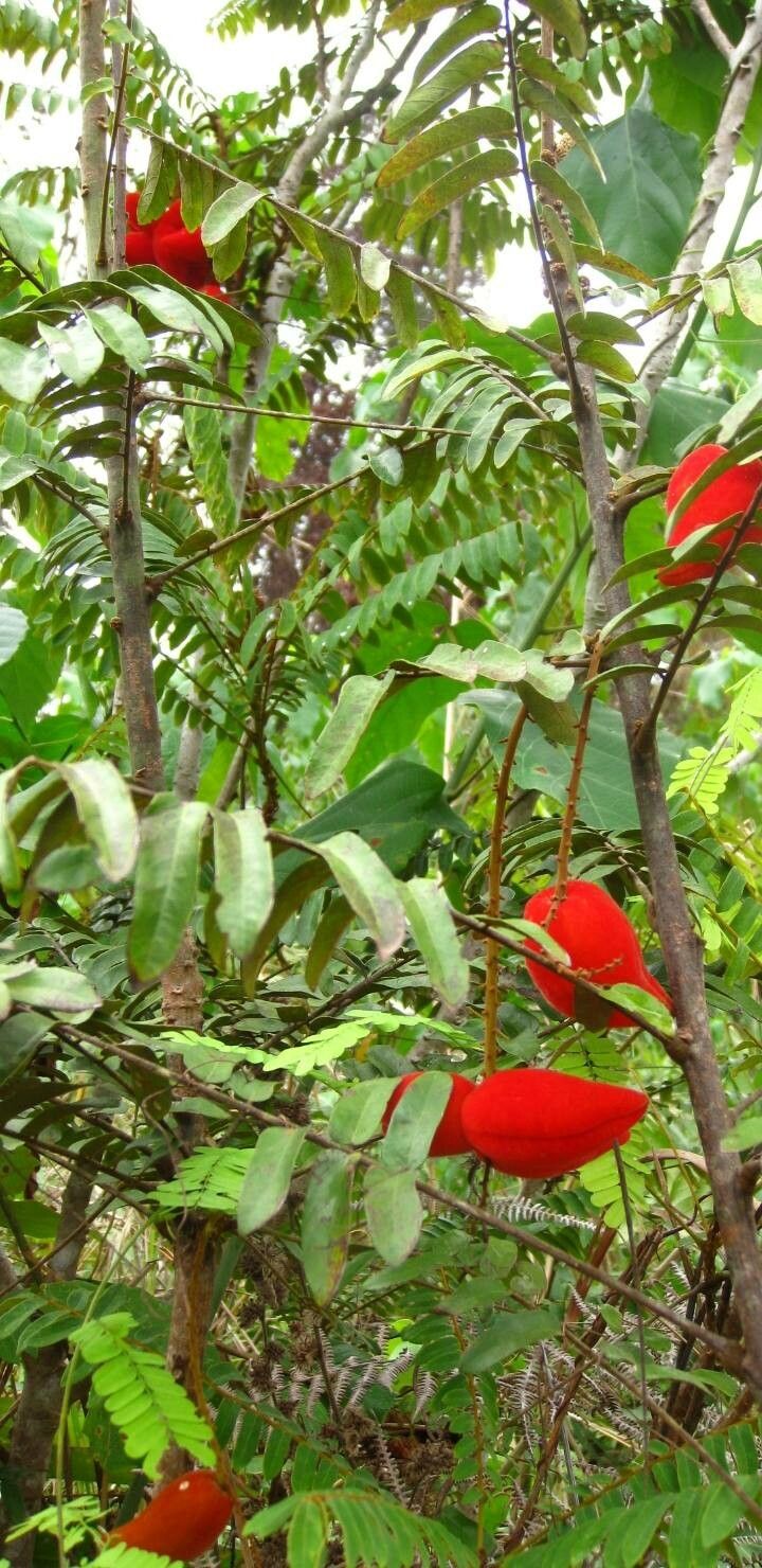 Cnestis ferruginea — houseplant care guide