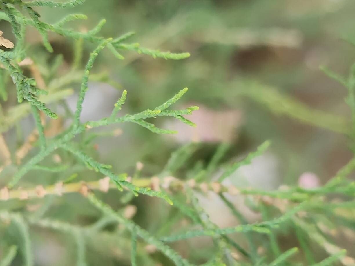 Tamarix passerinoides leaf