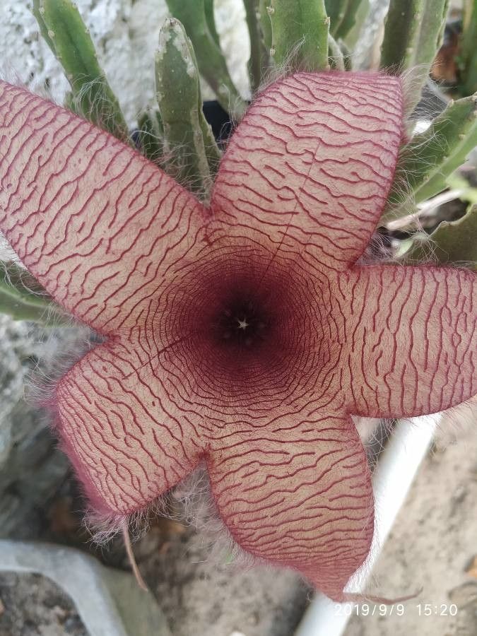 Stapelia grandiflora flower