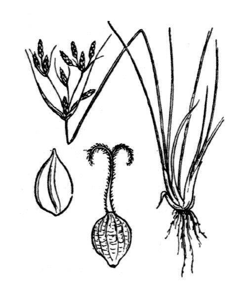 Fimbristylis bisumbellata other