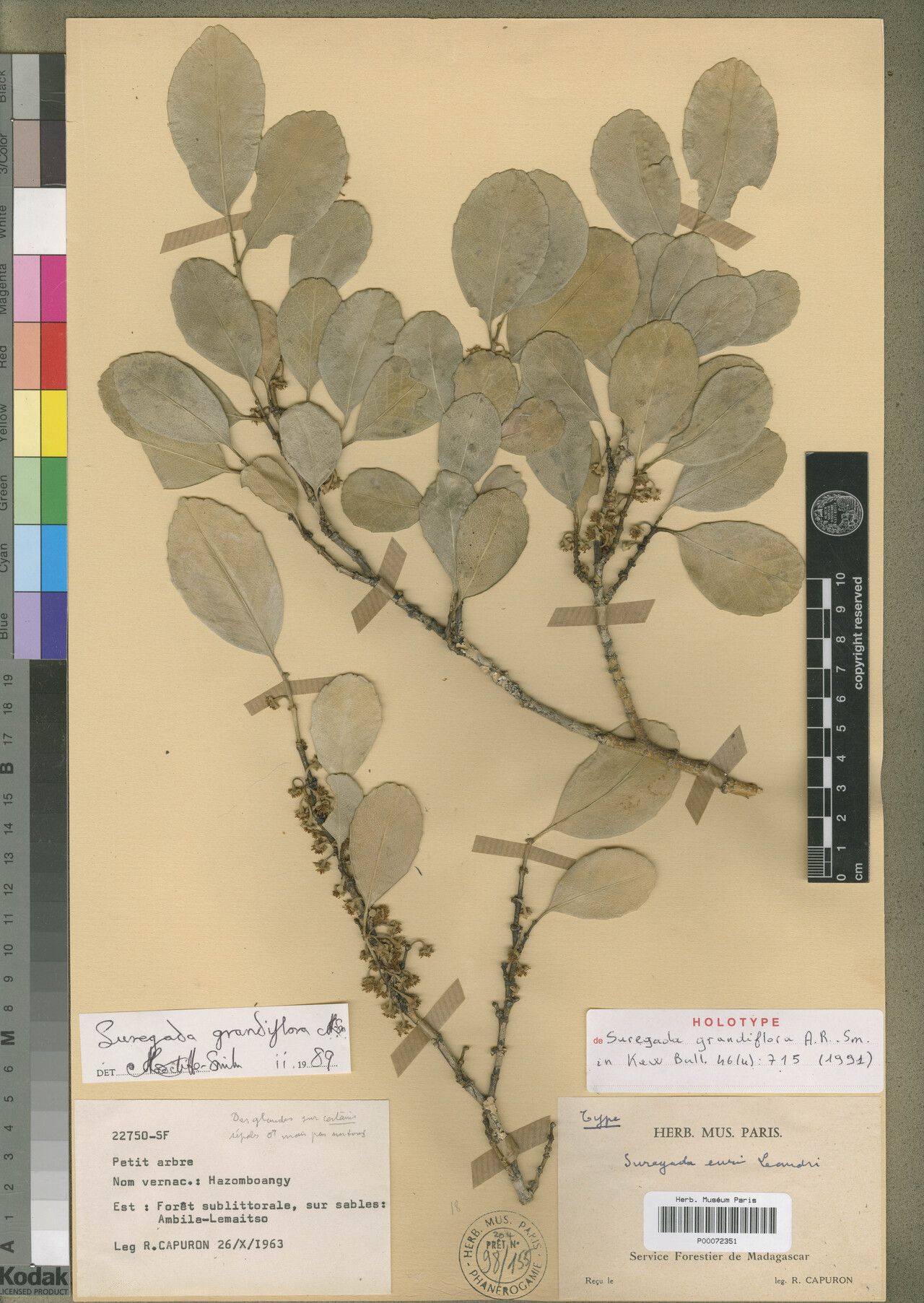 Suregada grandiflora — houseplant care guide