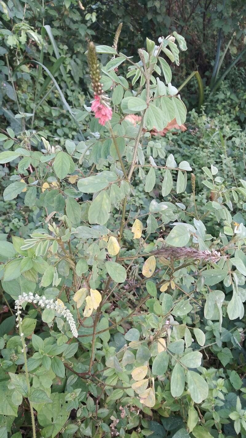 Indigofera pobeguinii — houseplant care guide