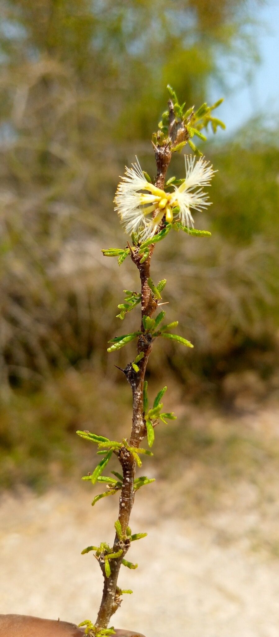 Vachellia bellula flower