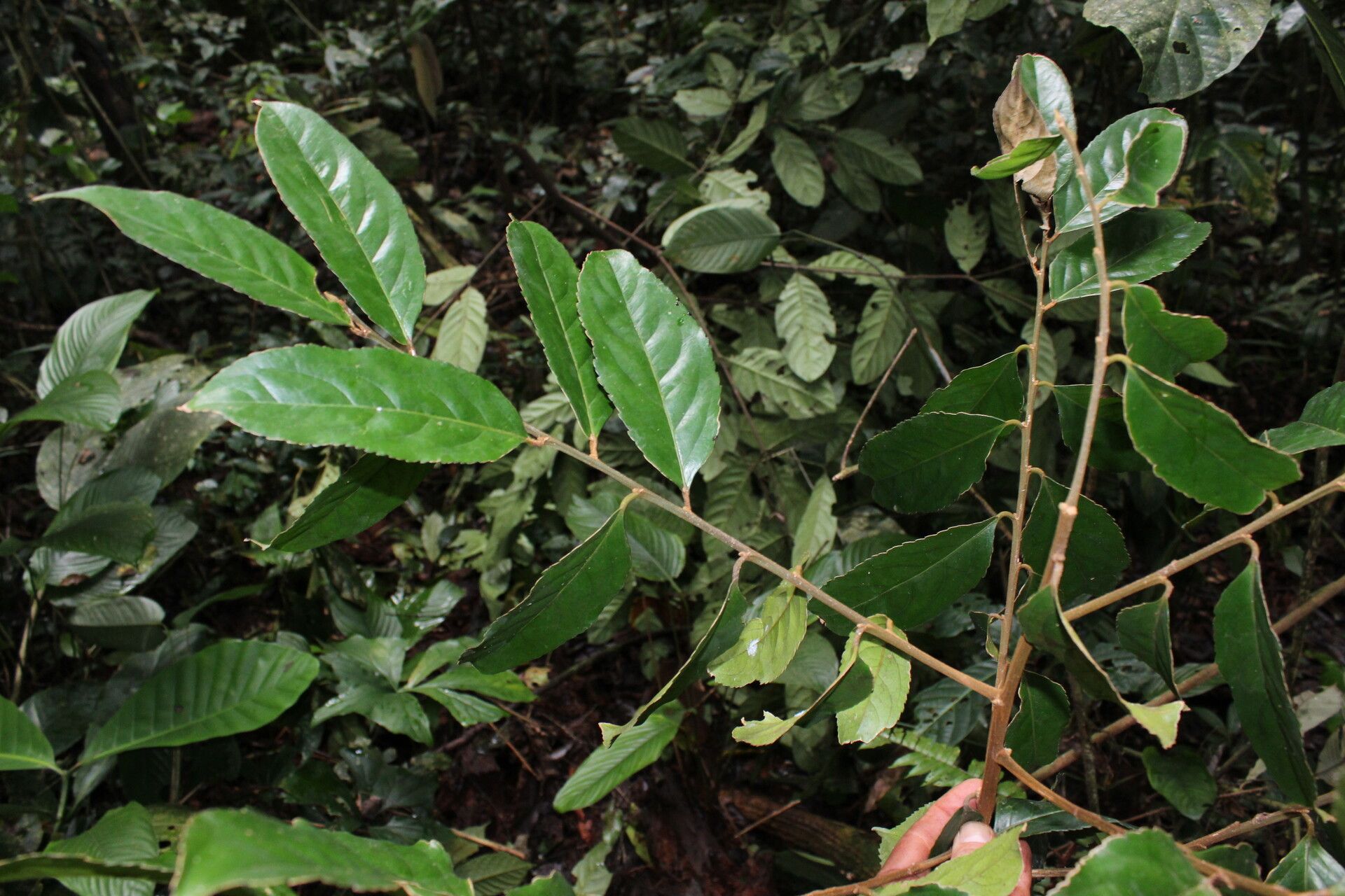 Drypetes occidentalis — houseplant care guide