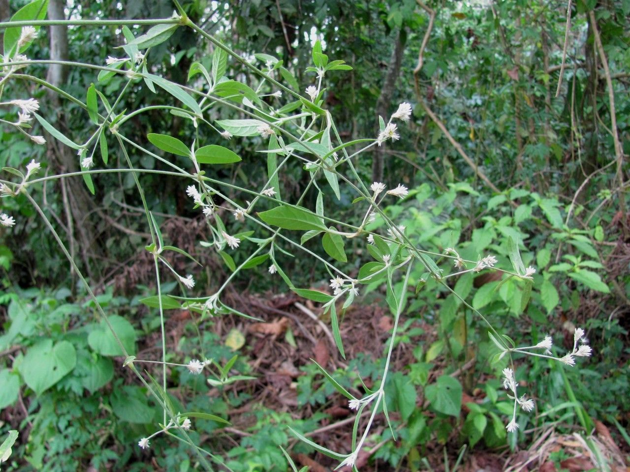 Alternanthera laguroides habit