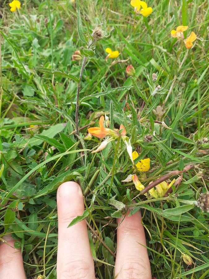 Crotalaria pumila flower