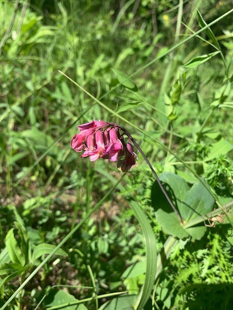 Lathyrus pisiformis flower