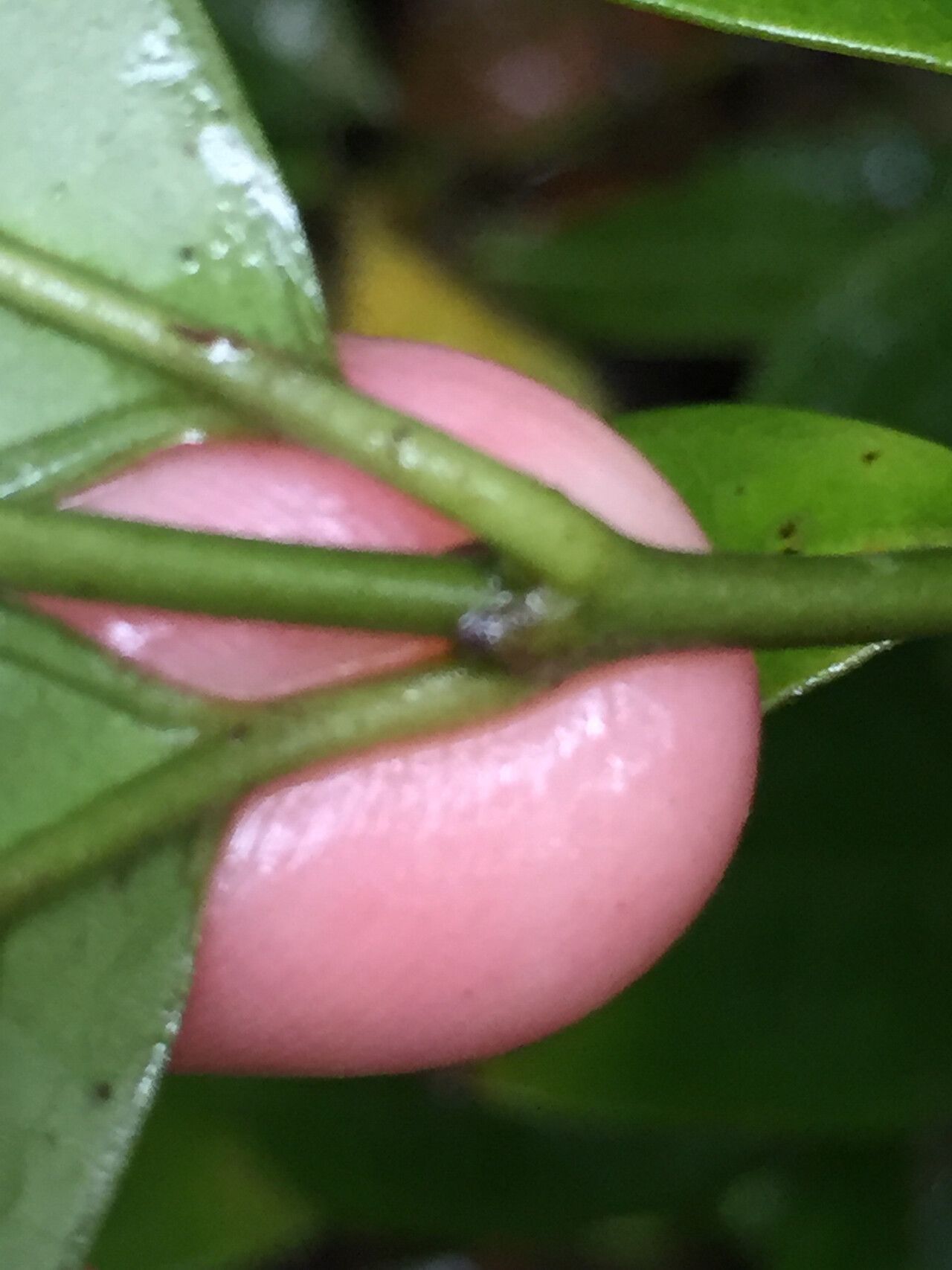 Saldinia axillaris — related species from the same genus