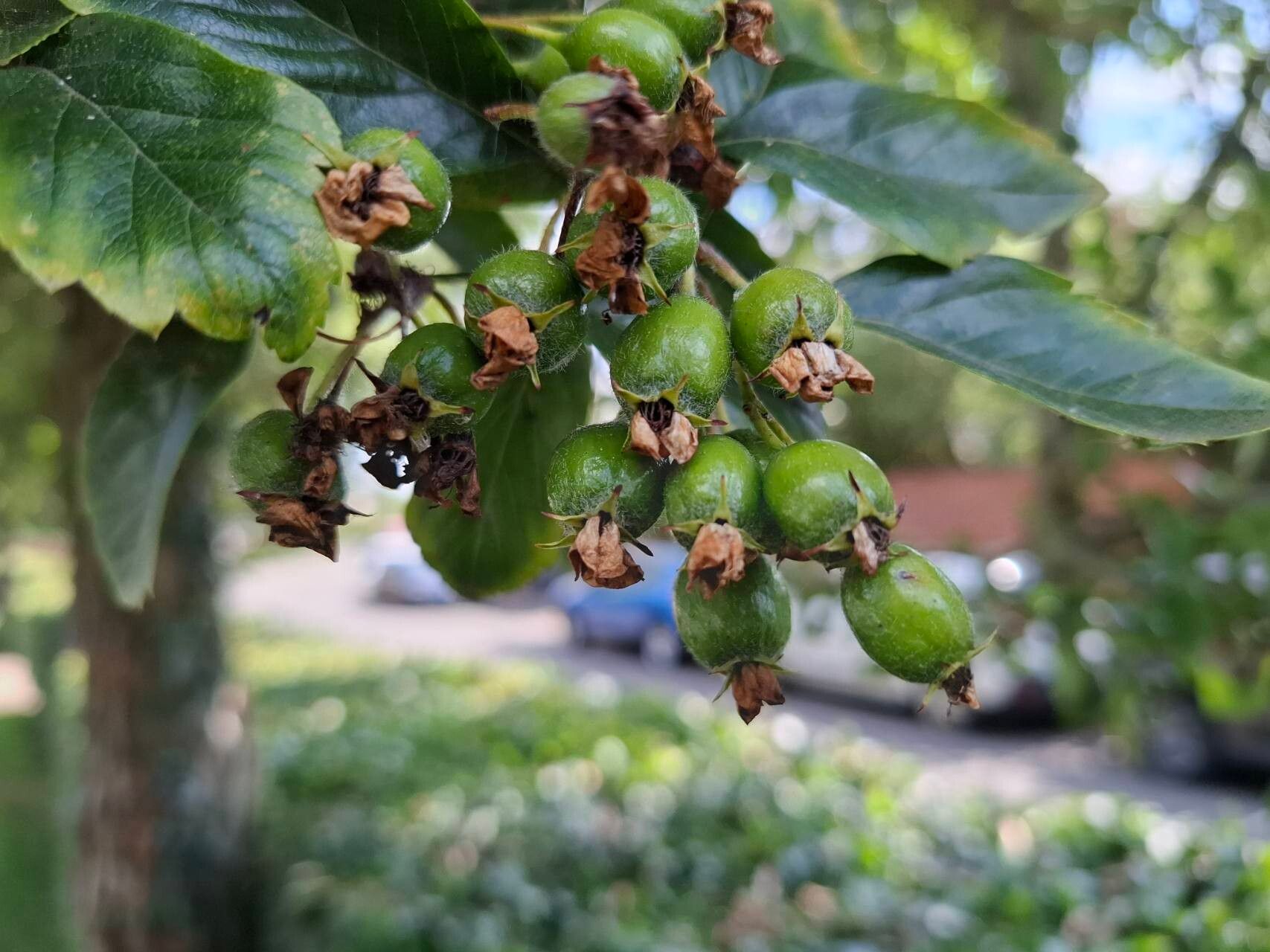 Crataegus × grignonensis fruit