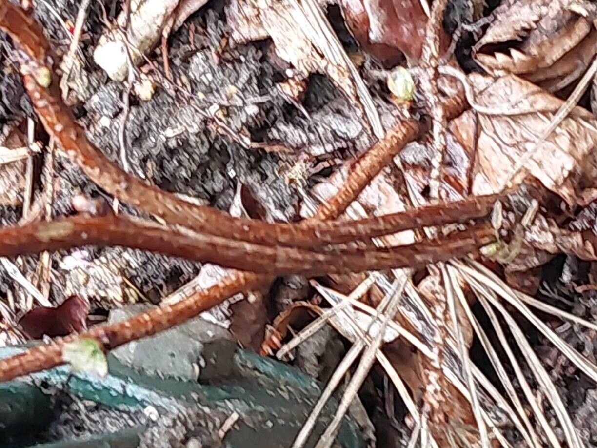 Akebia longeracemosa bark