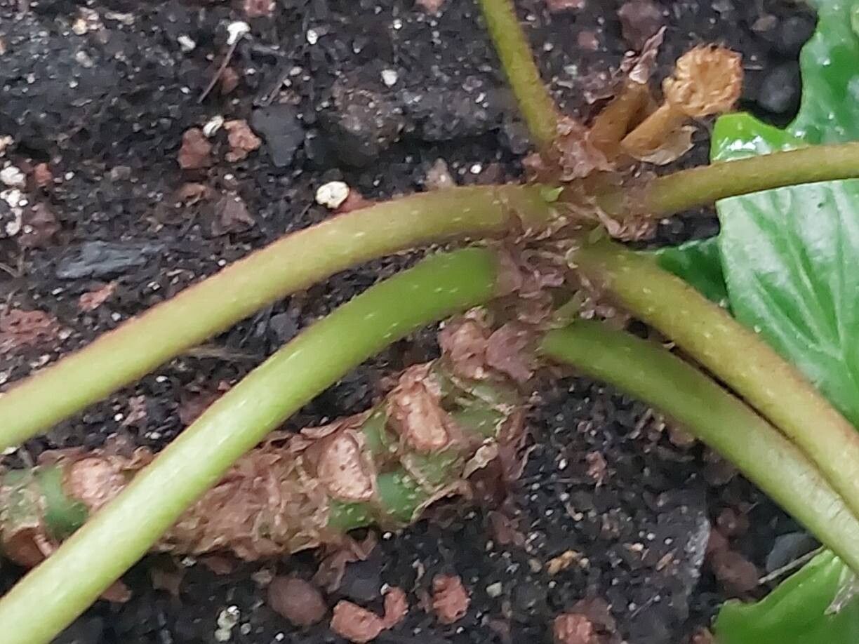 Begonia pruinata bark