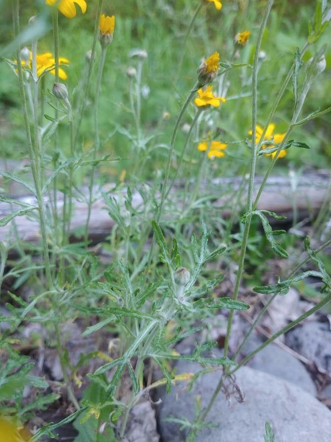 Pseudobahia peirsonii flower